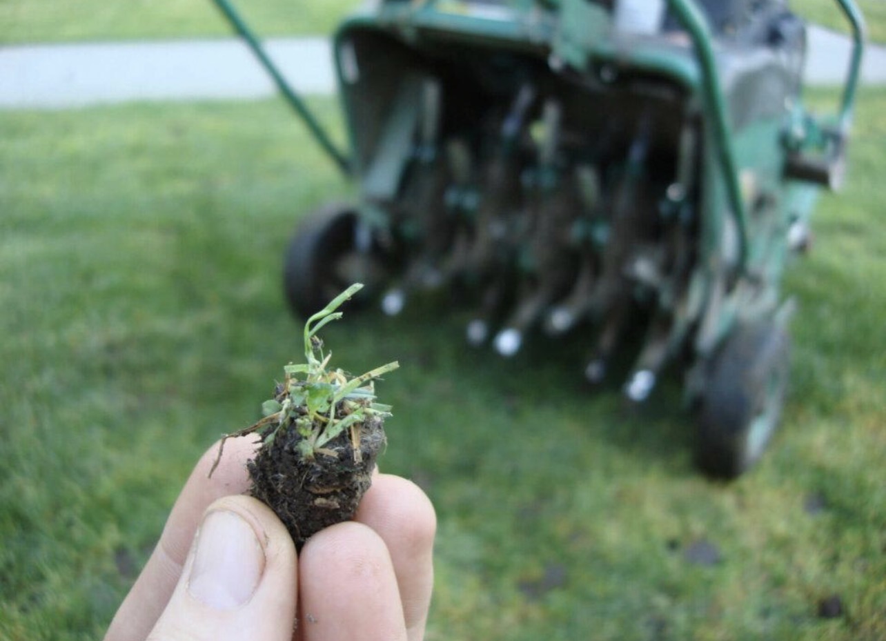 Soil plug pulled from a lawn during aeration