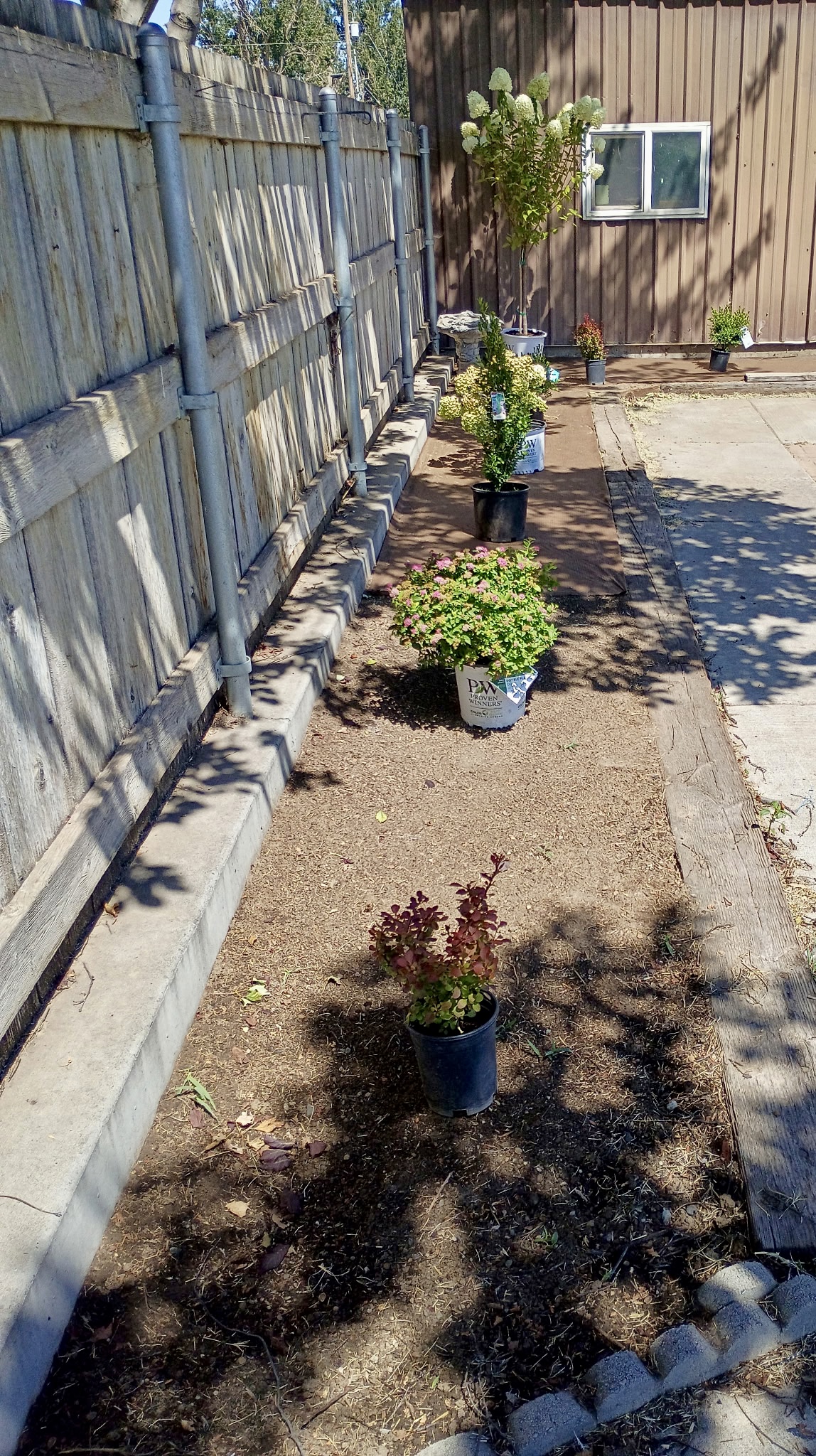 Bed area before mulch and planting, with potted shrubs staged