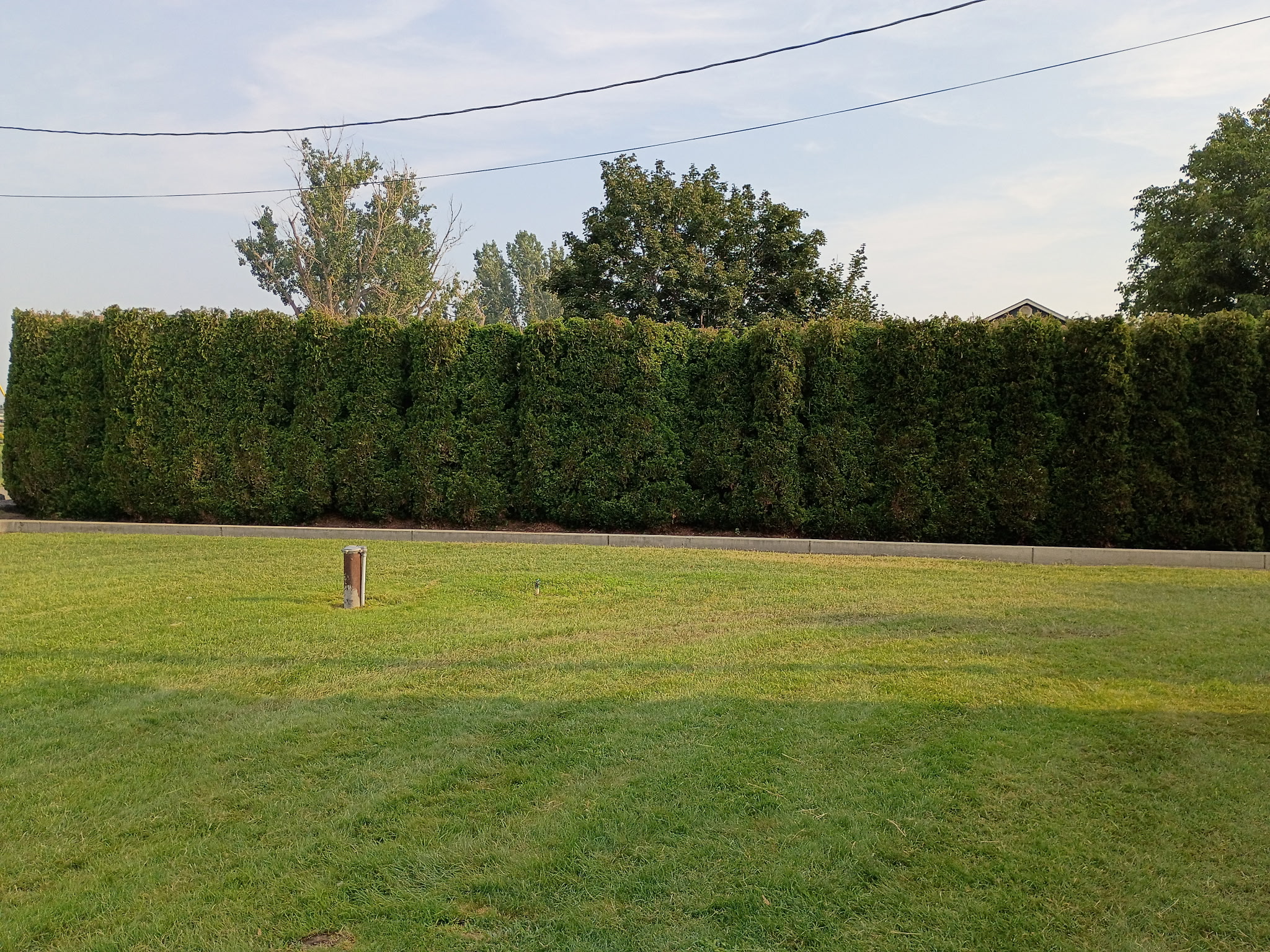 Neatly trimmed hedge row