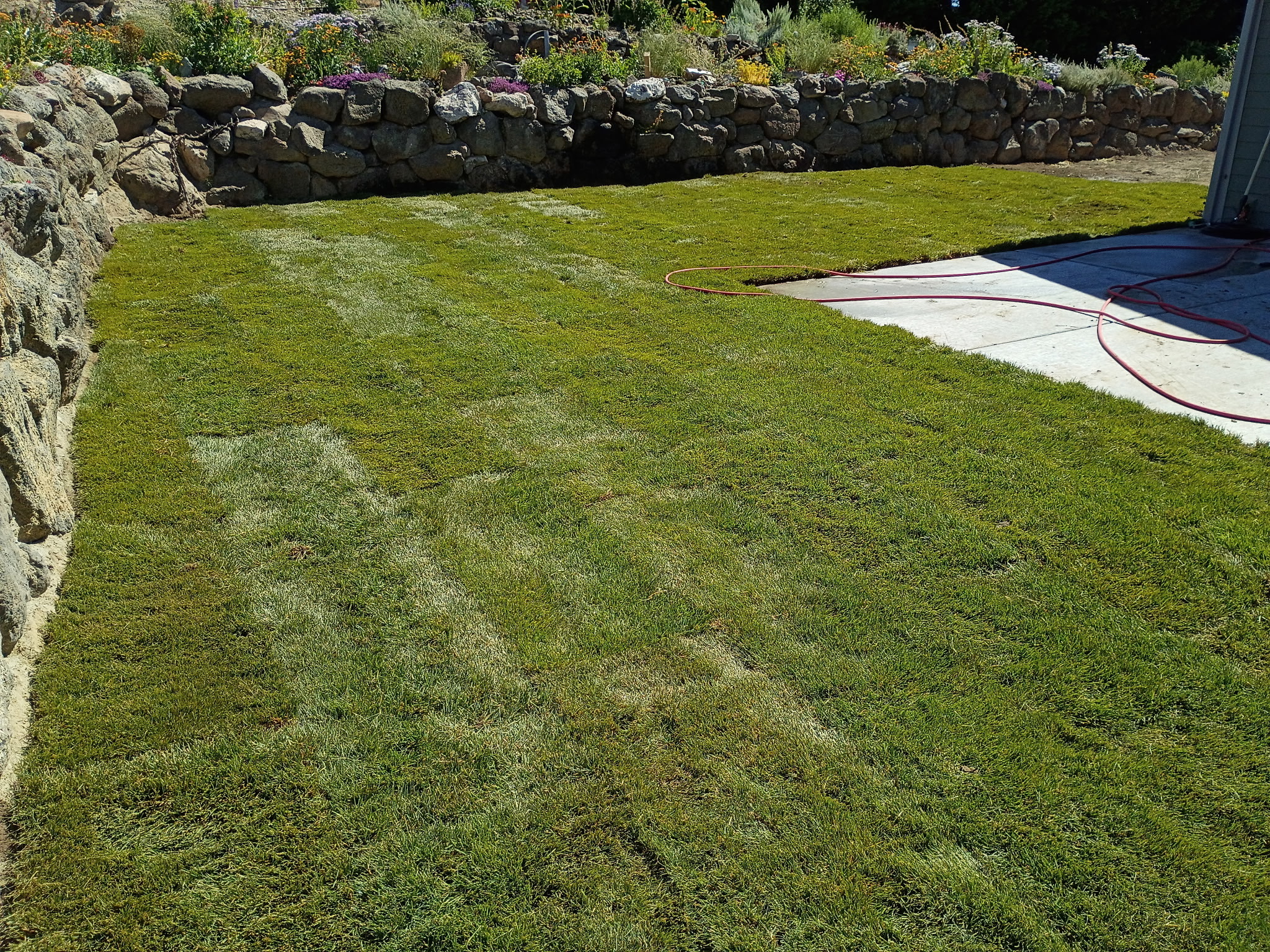 Freshly installed green sod lawn in the same stone-walled area